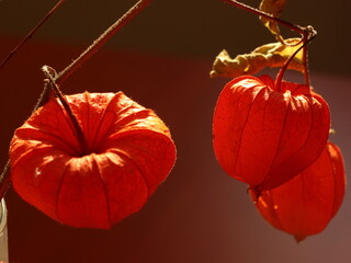 Physalis alkekengi, flowers and fruits of the orange clover