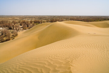 Desert oasis, dune grove center lake