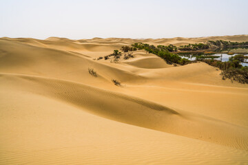 Fototapeta na wymiar Desert oasis, dune grove center lake