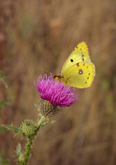 beautiful yellow butterfly sits on a purple flower close-up