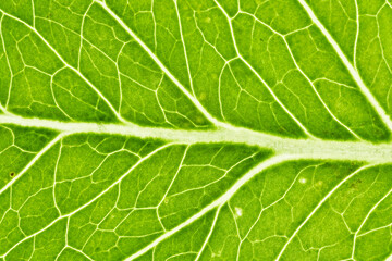 Background of green leaf texture - high resolution