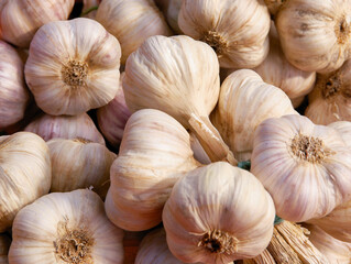 garlic vegetable as spice,food and natural medicine