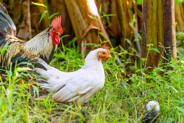 Chicken with family