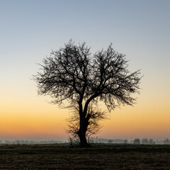 Fototapeta na wymiar Samotne drzewo o wschodzie słońca