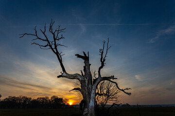 Orzeł dąb rogaliński © Marcin