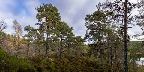 ancient caledonian pine in an old forest on the edge of loch clare in the torridon region of the north west highlands of scotland during autumn on a stormy cloudy day - obrazy, fototapety, plakaty