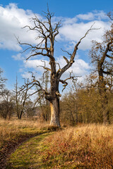 Fototapeta premium Dęby w Rogalinie