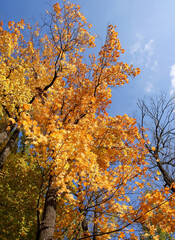 deciduous trees with yellow foliage at autumn