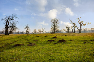 Dęby w Rogalinie © Marcin