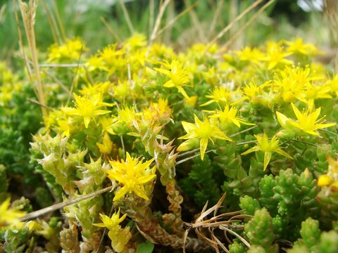 Gelb bl&uuml;hender Mauerpfeffer in nat&uuml;rlicher Umgebung