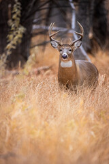 Big Buck in Grass