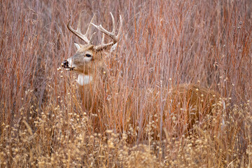 Whitetale Buck in brush