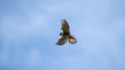 kestrel bird of prey in the sky looking for a prey