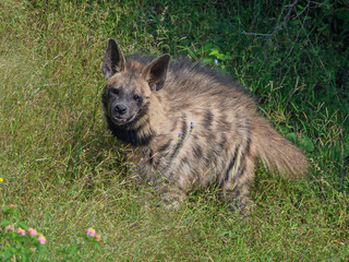 Striped hyena a nocturnal animal is late to return to its lair after sunrise was clicked at 11 AM in its Habitat. 