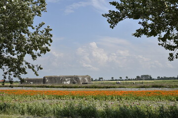 Dutch landscapes