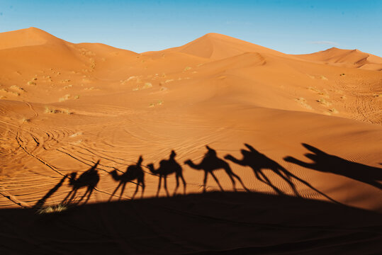 merzouga desert dunes camel shadow