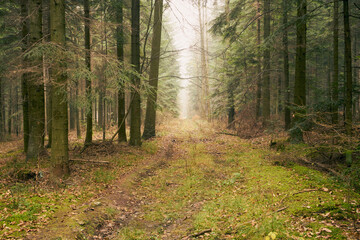 leśna jesienna ścieżka © Marcin Łazarczyk