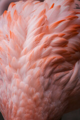 close up of a pink flamingo © Beatriz Beltrame
