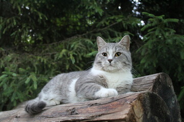 Obraz premium grey cats of British breed close-up outdoors on logs 