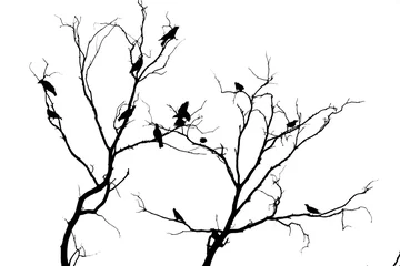 Foto op Canvas donkere silhouetten van vogels zittend op kale boomtakken geïsoleerd op een witte achtergrond, close view © reznik_val