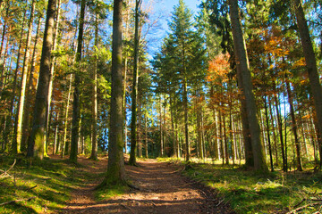 Schwarzwaldwälder im Spätherbst