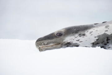 Leopard Seal on Ice Floe