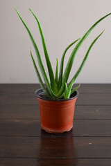 A picture of aloe vera in a pot of plants