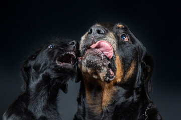 schnauzer puppy being mean to a rottweiler and being naughty for a  portrait