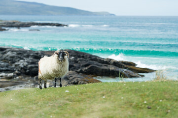 Ram grazing on the coastline in Scotland