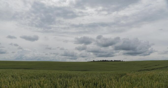 Agriculture view of green wheat field and fast clouds. Timelapse