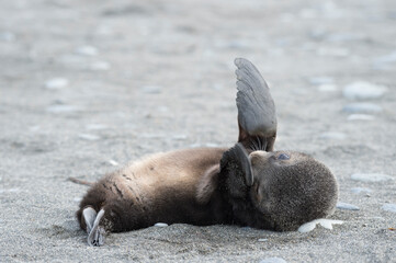 Antarctic fur seal pup close up in grass