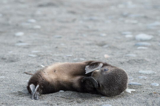 รูปภาพKerguelen เลือกดูภาพถ่ายสต็อก เวกเตอร์ และวิดีโอ261 Adobe Stock