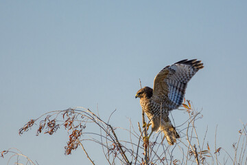 red shoulder hawk landing on tree top