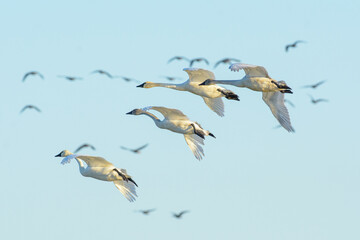 whistling Tundra Swan small flock flying with cupped wings for landing