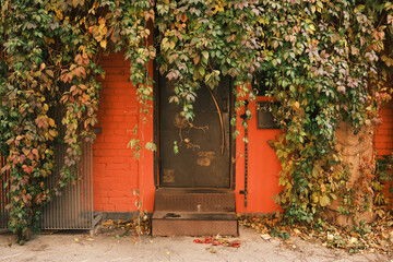 Thick rich ivy over the retro door. Plants hanging over building entrance, wall made of bright orange bricks. Horizontal photo - Powered by Adobe