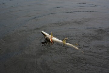 Summer fishing, pike fishing, spinning on the lake