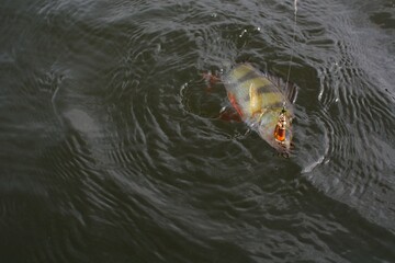Fishing on the river, catch.
