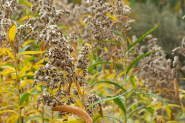 Nawłoć pospolita, jesień w ogrodzie © felicytka