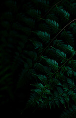 Fototapeta na wymiar Vertical botanical poster in dark shades with elegant patterns of fern leaves.Tropical plants, botanical design. High quality photo.