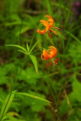 endemic lily flower of Kamchatka, Russia