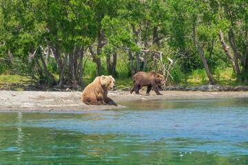 Resting wild bears on the shore of Kurile Lake in Kamchatka, Russia