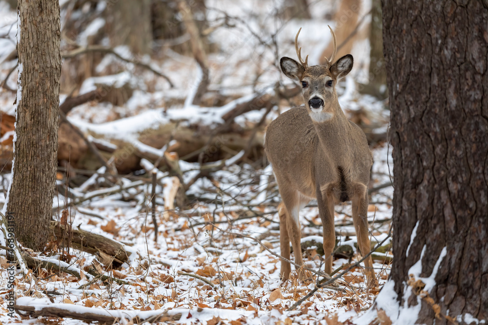 Poster White - tailed deer on the first snow in the forest