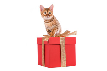Tabby cat on a red box