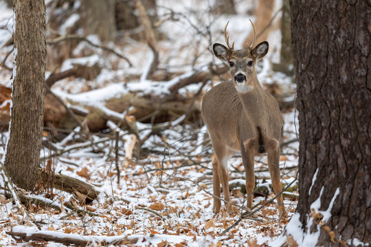White - tailed deer on the first snow in the forest
