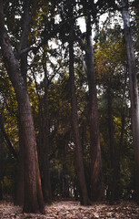 Autumn forest in Greece