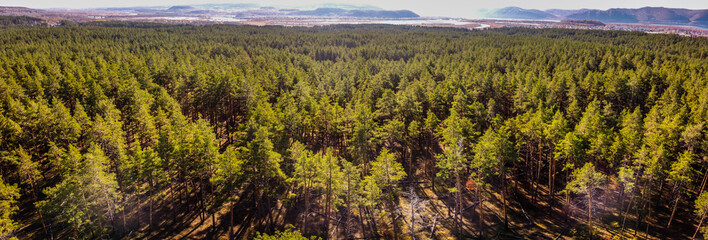 aerial drone panoramic view over green pine forest with sunset rays. long tree shadows on groud. Autumn landscape in russia, samara