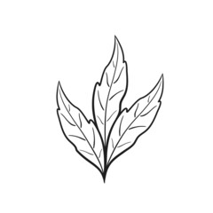 hand drawn triple leaf. sketchy floral illustration. botanical element for greeting card and invitation design