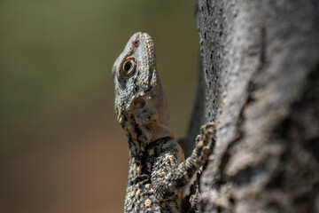Lizard