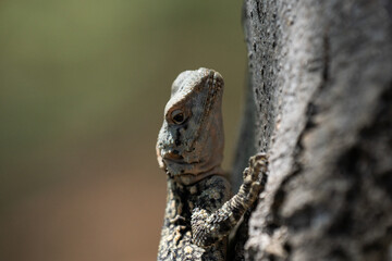 Lizard