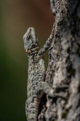 Lizard